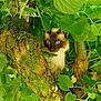 cat, siamese_cat, tree, moss, green_leaves, nature, outdoor, animal, wildlife, foliage, branch, pet, curious, forest, mossy, portrait, eyes, whiskers, fur, hidden