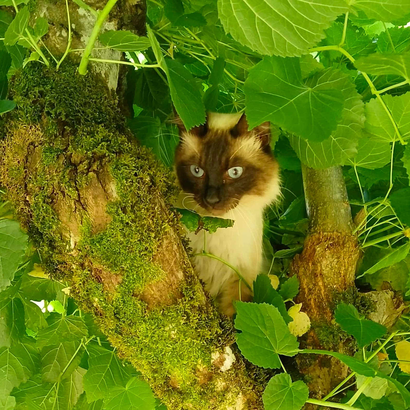Ugo participe au concours pour gagner de l'argent avec cette photo : animal, branch, cat, curious, eyes, foliage, forest, fur, green_leaves, hidden, moss, mossy, nature, outdoor, pet, portrait, siamese_cat, tree, whiskers, wildlife