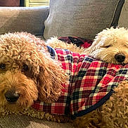 Lucky is registered to the contest to win money with this photo: dog, dogs, plaid_jacket, curly_fur, couch, indoor, pet, animal, resting, snuggling, furry, cozy, cute, companion, relaxed, domestic, sleepy, friendship, home, mammal