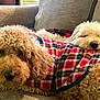 dog, dogs, plaid_jacket, curly_fur, couch, indoor, pet, animal, resting, snuggling, furry, cozy, cute, companion, relaxed, domestic, sleepy, friendship, home, mammal