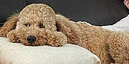 Lucky joined the competition — help win amazing prizes! dog, curly_hair, pillow, couch, leather, window_blinds, child, glasses, indoor, relaxed, pet, home, living_room, furniture, resting, cozy, brown, curled_up, comfortable, portrait