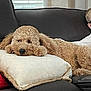 dog, curly_hair, pillow, couch, leather, window_blinds, child, glasses, indoor, relaxed, pet, home, living_room, furniture, resting, cozy, brown, curled_up, comfortable, portrait