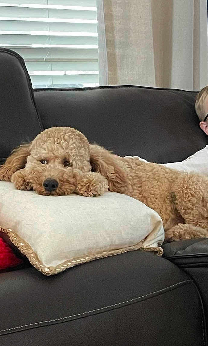 Lucky joined the competition — help win amazing prizes! dog, curly_hair, pillow, couch, leather, window_blinds, child, glasses, indoor, relaxed, pet, home, living_room, furniture, resting, cozy, brown, curled_up, comfortable, portrait