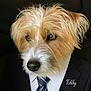 dog, portrait, suit, tie, business, formal, fur, face, animal, pet, closeup, brown, white, cute, dressed_up, canine, studio, professional, name_tag, dark_background