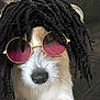 dog, pet, closeup, sunglasses, wig, funny, portrait, animal, cute, face, fur, accessory, indoors, fashion, black_hair, nostrils, expression, muzzle, whiskers, cool
