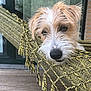 dog, hammock, outdoor, pet, relaxed, woven, yellow, fur, snout, ears, wooden_floor, glass_door, patio, cozy, resting, animal, closeup, home, domestic, cute