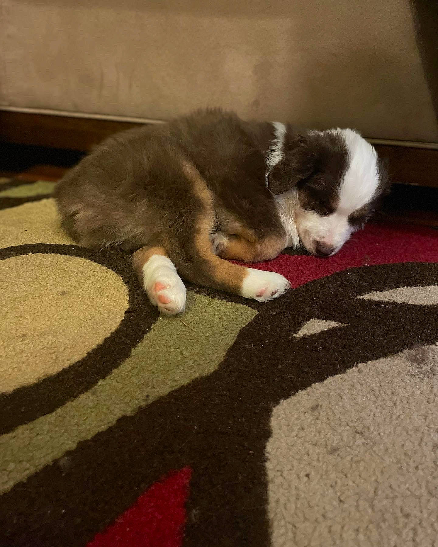 Gizmo joined the competition — help win amazing prizes! asphalt, carnivore, cat, comfort, companion_dog, dog_breed, domestic_short_haired_cat, felidae, floor, flooring, foot, fur, grass, human_leg, paw, road_surface, shadow, small_to_medium_sized_cats, tail, whiskers