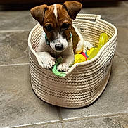 Charlie is registered to the contest to win money with this photo: puppy, dog, basket, toys, floor, tile, pet, animal, cute, brown, white, collar, indoor, young, small, playful, resting, curious, cozy, domestic