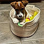 puppy, dog, basket, toys, floor, tile, pet, animal, cute, brown, white, collar, indoor, young, small, playful, resting, curious, cozy, domestic