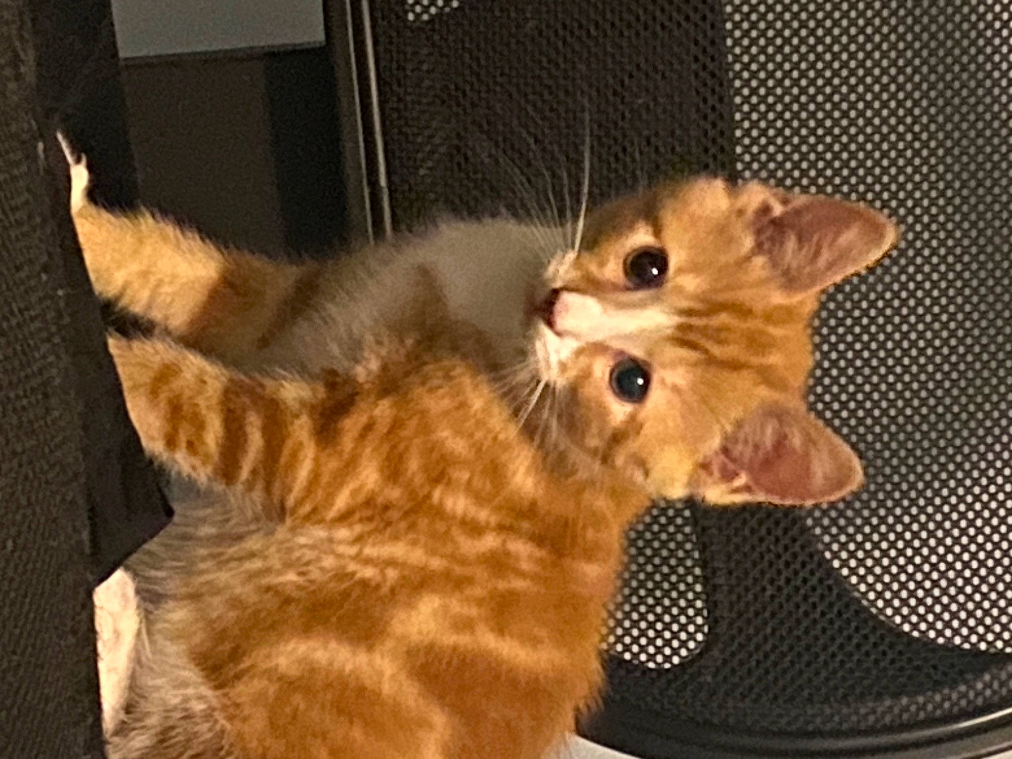 Gatsby is registered to the contest to win money with this photo: carnivore, cat, claw, comfort, domestic_short_haired_cat, fawn, felidae, fur, paw, small_to_medium_sized_cats, snout, tail, whiskers, wood