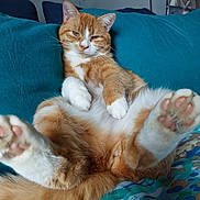 Max a rejoint le concours — aidez-le/la à gagner de superbes lots ! cat, orange_cat, white_paws, relaxed, lying_down, bed, cushion, teal_color, fur, paw_pads, indoor, home, decor, wall_art, photograph, animal, pet, cute, feline, resting