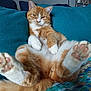 cat, orange_cat, white_paws, relaxed, lying_down, bed, cushion, teal_color, fur, paw_pads, indoor, home, decor, wall_art, photograph, animal, pet, cute, feline, resting