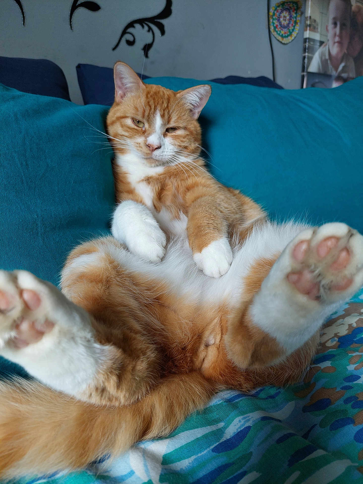 Max a rejoint le concours — aidez-le/la à gagner de superbes lots ! cat, orange_cat, white_paws, relaxed, lying_down, bed, cushion, teal_color, fur, paw_pads, indoor, home, decor, wall_art, photograph, animal, pet, cute, feline, resting