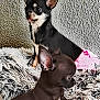 Stella participe au concours pour gagner de l'argent avec cette photo : animal_portrait, black_and_white, brown, chihuahua, close_up, companion, curious, cute, dog, ears, fluffy_rug, fur, indoor, pet, pink_skirt, playful, small_dog, textured_wall, tongue_out, two_animals
