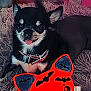 Stella a rejoint le concours — aidez-le/la à gagner de superbes lots ! Halloween, animal, bat_design, black_and_white, chihuahua, close_up, collar, companion, cute, decor, dog, fuzzy_rug, indoor, orange_toy, pet, playful, resting, small_dog, tongue_out, toy