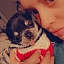 animal, black, chihuahua, close_up, cozy, cuddle, cute, dog, face, hand, indoor, person, pet, portrait, red, snuggle, sweater, tongue_out, warm, white
