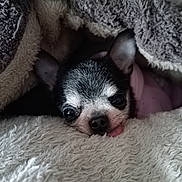 Stella participe au concours pour gagner de l'argent avec cette photo : animal, blanket, chihuahua, closeup, cozy, cute, cute_face, cute_pet, dog, fur, indoor, pet, relaxed, resting, sleepy, small_dog, snuggle, soft_texture, tongue, warm