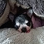 animal, blanket, chihuahua, closeup, cozy, cute, cute_face, cute_pet, dog, fur, indoor, pet, relaxed, resting, sleepy, small_dog, snuggle, soft_texture, tongue, warm