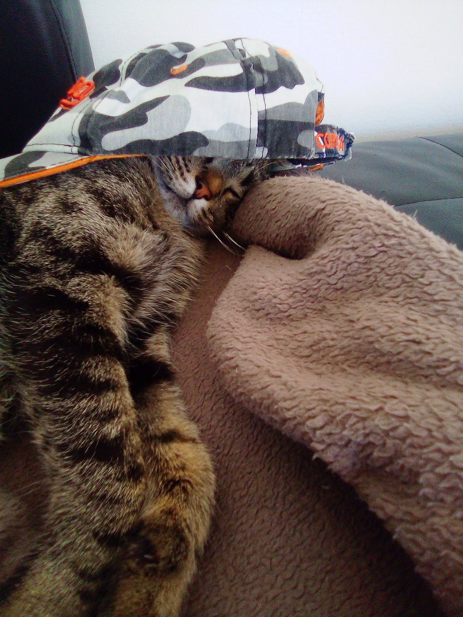 Pookie participe au concours pour gagner de l'argent avec cette photo : american_shorthair, california_spangled, carnivore, cat, domestic_short_haired_cat, dragon_li, egyptian_mau, european_shorthair, felidae, fur, pixie_bob, small_to_medium_sized_cats, tabby_cat, whiskers