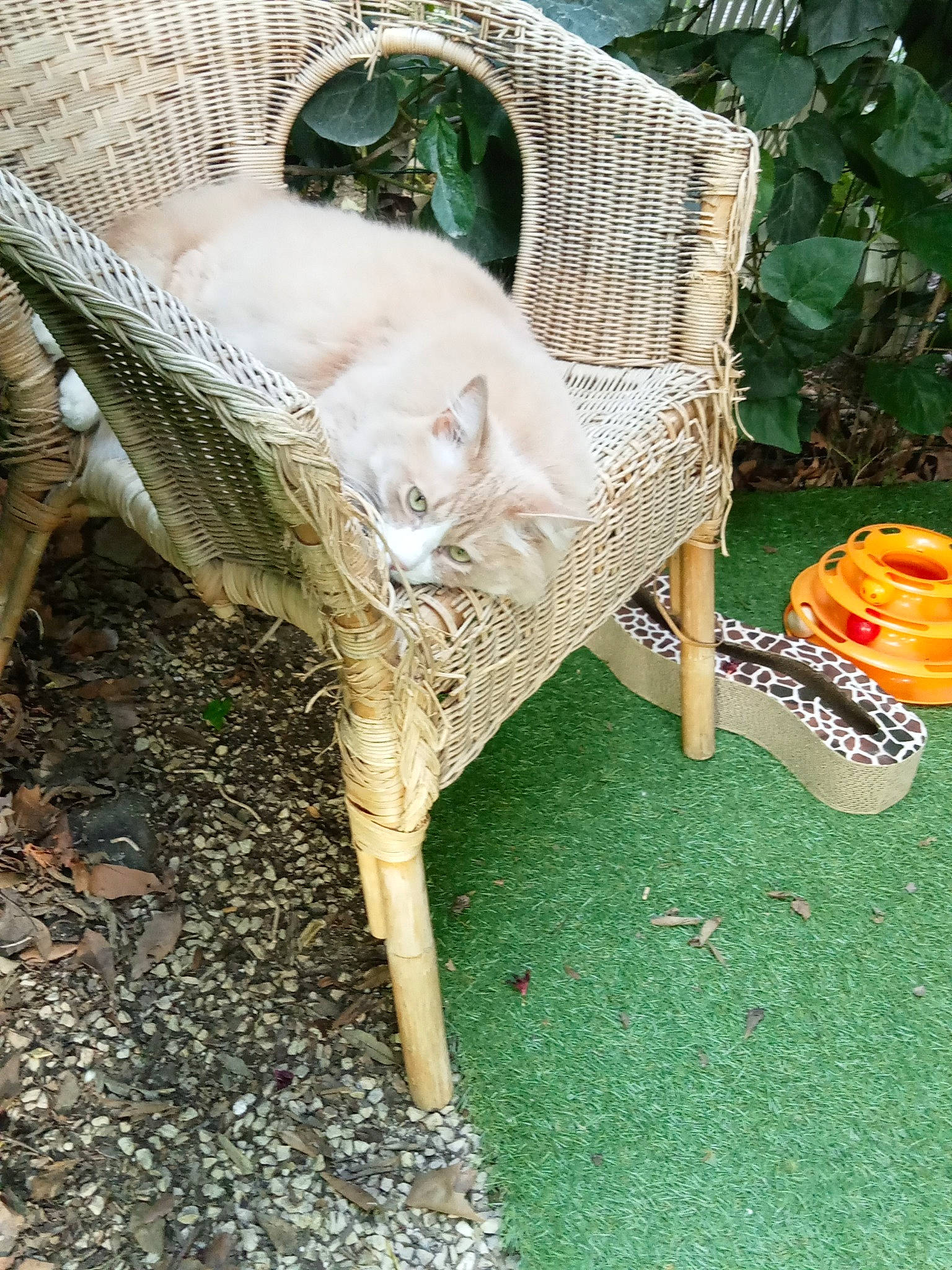 Ls a rejoint le concours — aidez-le/la à gagner de superbes lots ! armrest, cat, chair, comfort, fawn, felidae, furniture, garden, grass, leisure, natural_material, outdoor_furniture, outdoor_table, plant, shrub, sitting, terrestrial_plant, trunk, wicker, wood