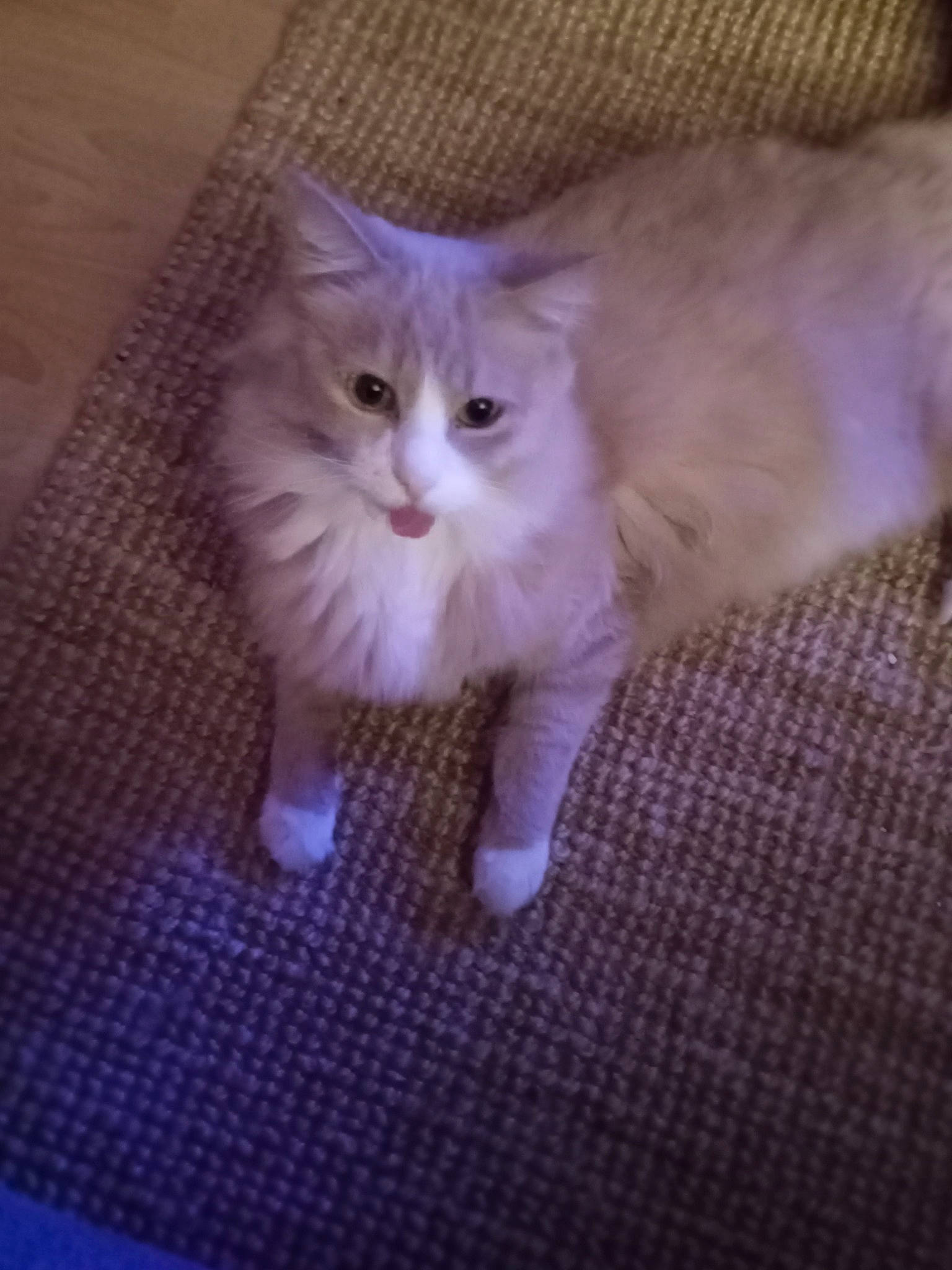 Ls a rejoint le concours — aidez-le/la à gagner de superbes lots ! carnivore, cat, claw, domestic_short_haired_cat, fawn, felidae, flooring, fur, hardwood, paw, small_to_medium_sized_cats, snout, tail, whiskers