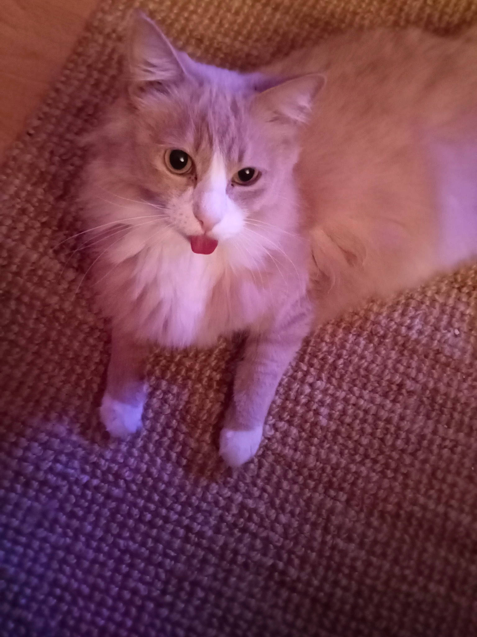 Ls a rejoint le concours — aidez-le/la à gagner de superbes lots ! carnivore, cat, claw, domestic_short_haired_cat, fawn, felidae, flooring, foot, fur, magenta, pattern, paw, small_to_medium_sized_cats, snout, tail, whiskers