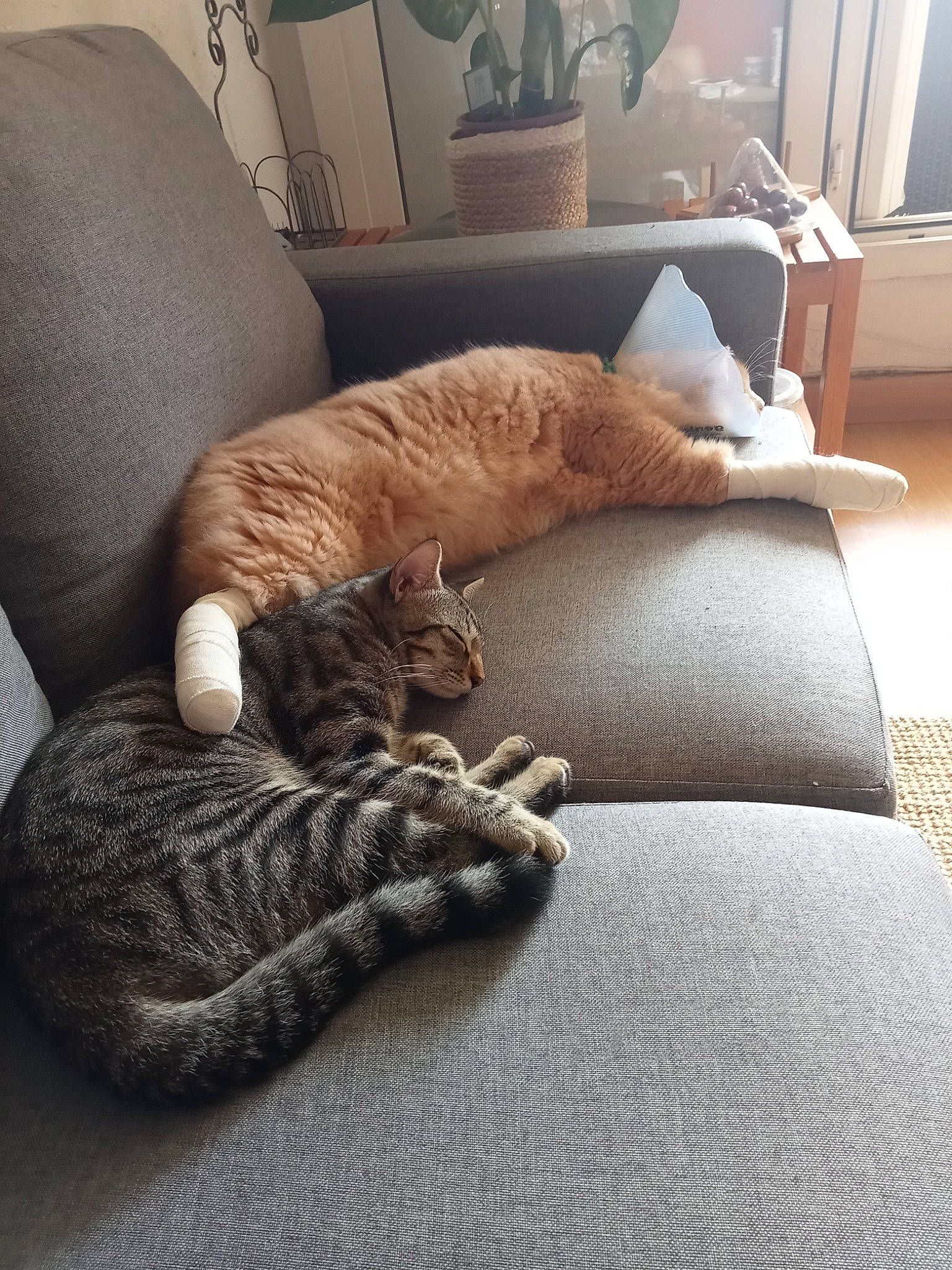 Avatar a rejoint le concours — aidez-le/la à gagner de superbes lots ! brown, carnivore, cat, comfort, companion_dog, couch, fawn, felidae, flooring, furniture, grey, hardwood, interior_design, linens, living_room, mammal, small_to_medium_sized_cats, tail, whiskers, wood