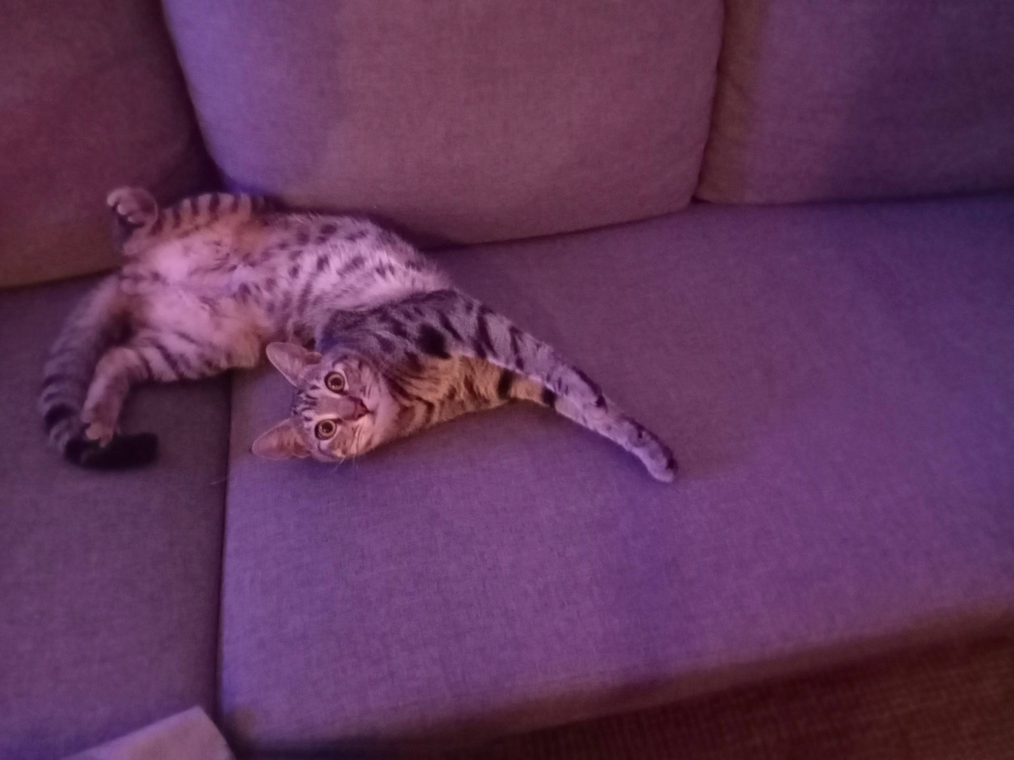 Avatar a rejoint le concours — aidez-le/la à gagner de superbes lots ! carnivore, cat, comfort, couch, domestic_short_haired_cat, felidae, flooring, fur, grey, hardwood, linens, paw, purple, room, small_to_medium_sized_cats, snout, tail, terrestrial_animal, whiskers, wood