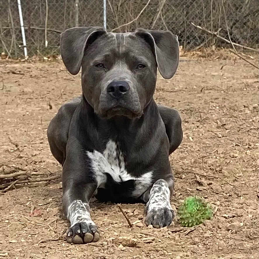 Sheila Jade is registered to the contest to win money with this photo: animal, ball, bird, bulldog, canine, dog, football, grass, greatdane, hound, pet, pitbull, plant, puppy, snout, soccer, soccerball, soil, sport, tree