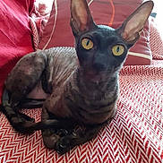 Tallia participe au concours pour gagner de l'argent avec cette photo : animal, cat, closeup, cozy, curious, domestic_animal, ears, feline, furless_cat, indoor, patterned_fabric, pet, pillow, plant, red_blanket, relaxed, resting, sphynx_cat, whiskers, yellow_eyes