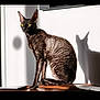 cat, feline, curly_fur, shadow, yellow_eyes, indoor, wood_surface, white_wall, pet, animal, sitting, sunlight, texture, portrait, domestic_cat, ears, whiskers, looking_away, mammal, fur