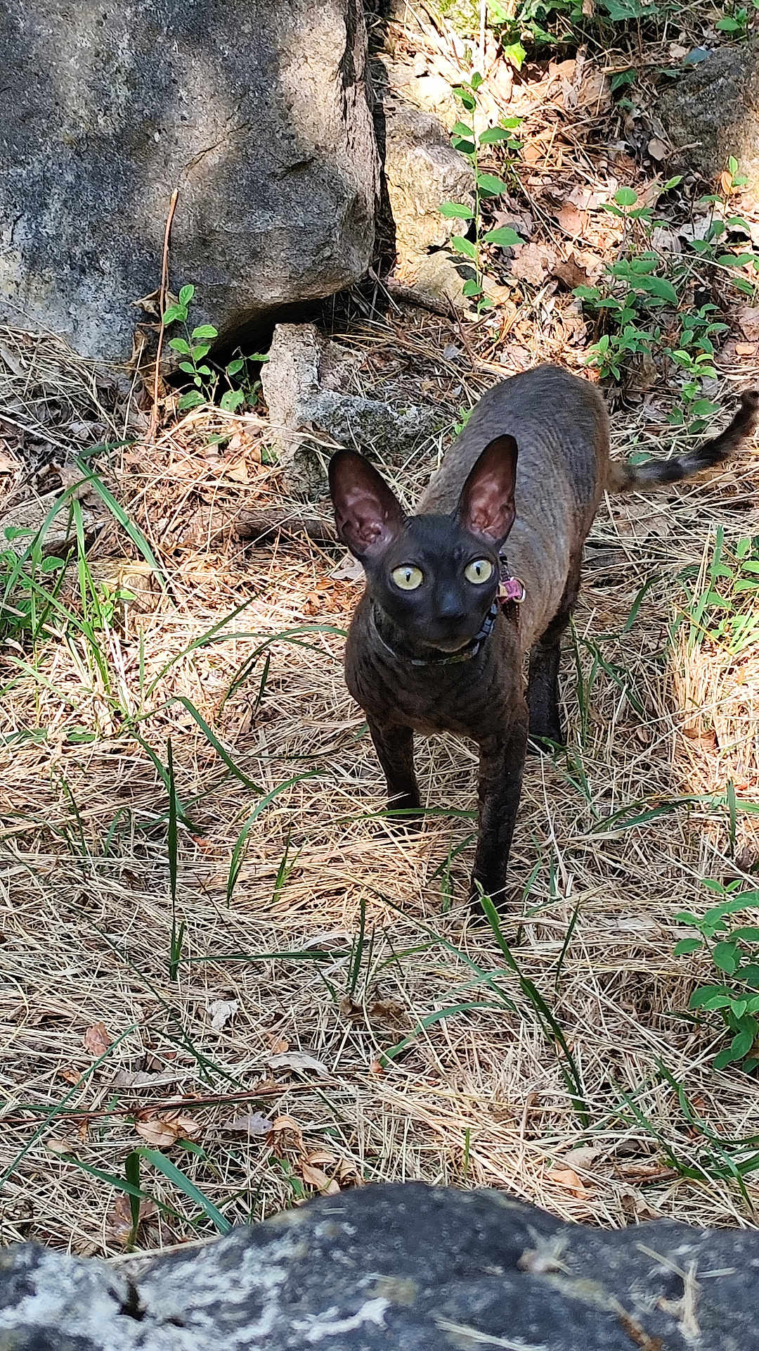 Tallia a rejoint le concours — aidez-le/la à gagner de superbes lots ! alert, animal, black_cat, cat, curious, dry_grass, ears, feline, grass, ground, mammal, nature, outdoor, pet, plants, rock, sunlight, walking, wildlife, yellow_eyes