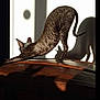 Tallia a rejoint le concours — aidez-le/la à gagner de superbes lots ! cat, stretching, shadow, wooden_surface, indoor, light, shadow_play, curly_fur, animal, pet, feline, sunlight, silhouette, wall, ears, tail, legs, texture, relaxation, morning_light