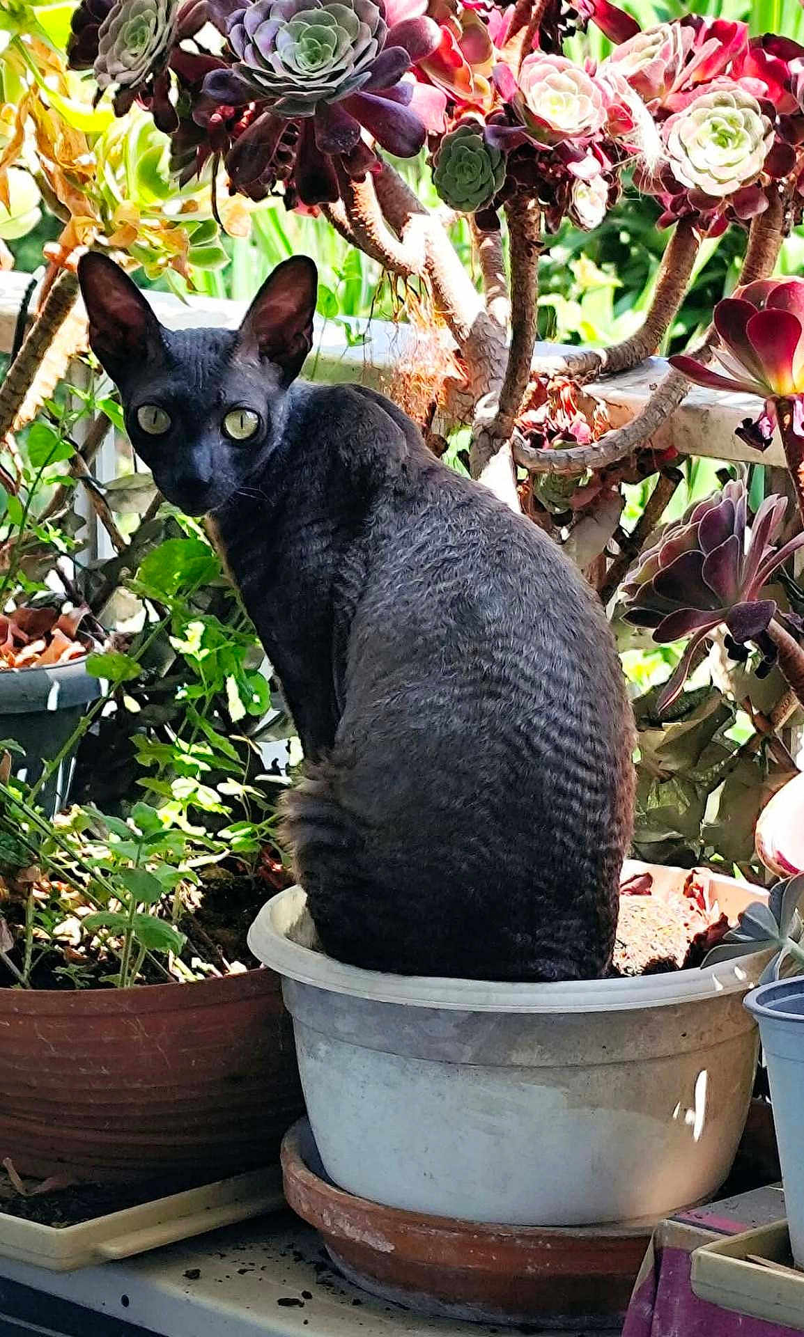 Tallia participe au concours pour gagner de l'argent avec cette photo : cat, black_cat, flower_pot, plant, succulent, greenery, indoor_garden, pot, pet, curious, animal, feline, sitting, leaf, garden, nature, closeup, home_plant, container, back_view