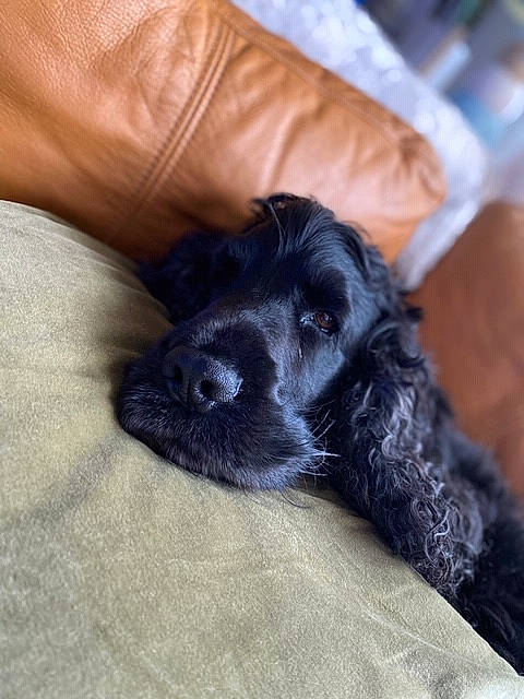 James participe au concours pour gagner de l'argent avec cette photo : american_cocker_spaniel, blue_picardy_spaniel, canidae, carnivore, cockapoo, cocker_spaniel, companion_dog, dog, dog_breed, english_cocker_spaniel, field_spaniel, mammal, puppy, rare_breed_dog, russian_spaniel, snout, spaniel, sporting_group