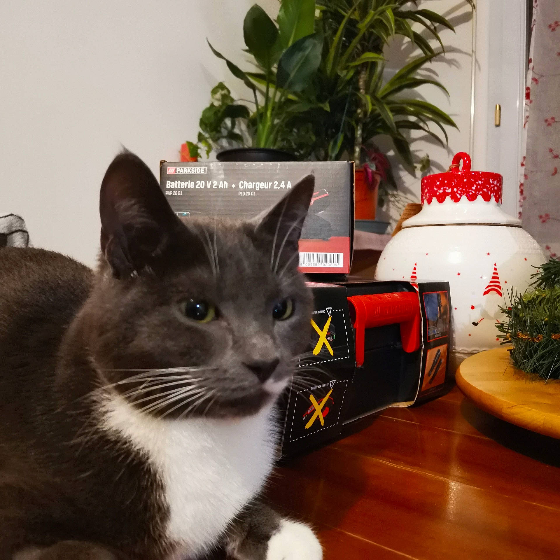 Cherkan a rejoint le concours — aidez-le/la à gagner de superbes lots ! animal, cat, computer, cookware, electronics, flower, flowerarrangement, hardwood, indoors, interiordesign, jar, person, pet, plant, planter, pot, pottedplant, pottery, vase, wood