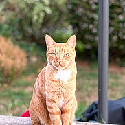 Doudou a rejoint le concours — aidez-le/la à gagner de superbes lots ! cat, orange_tabby, ginger_cat, pet, animal, sitting, outdoors, garden, portrait, fur, whiskers, ears, eyes, white_chest, stone_ledge, blurred_background, greenery, bokeh, daylight, serious_expression