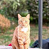 cat, orange_tabby, ginger_cat, pet, animal, sitting, outdoors, garden, portrait, fur, whiskers, ears, eyes, white_chest, stone_ledge, blurred_background, greenery, bokeh, daylight, serious_expression