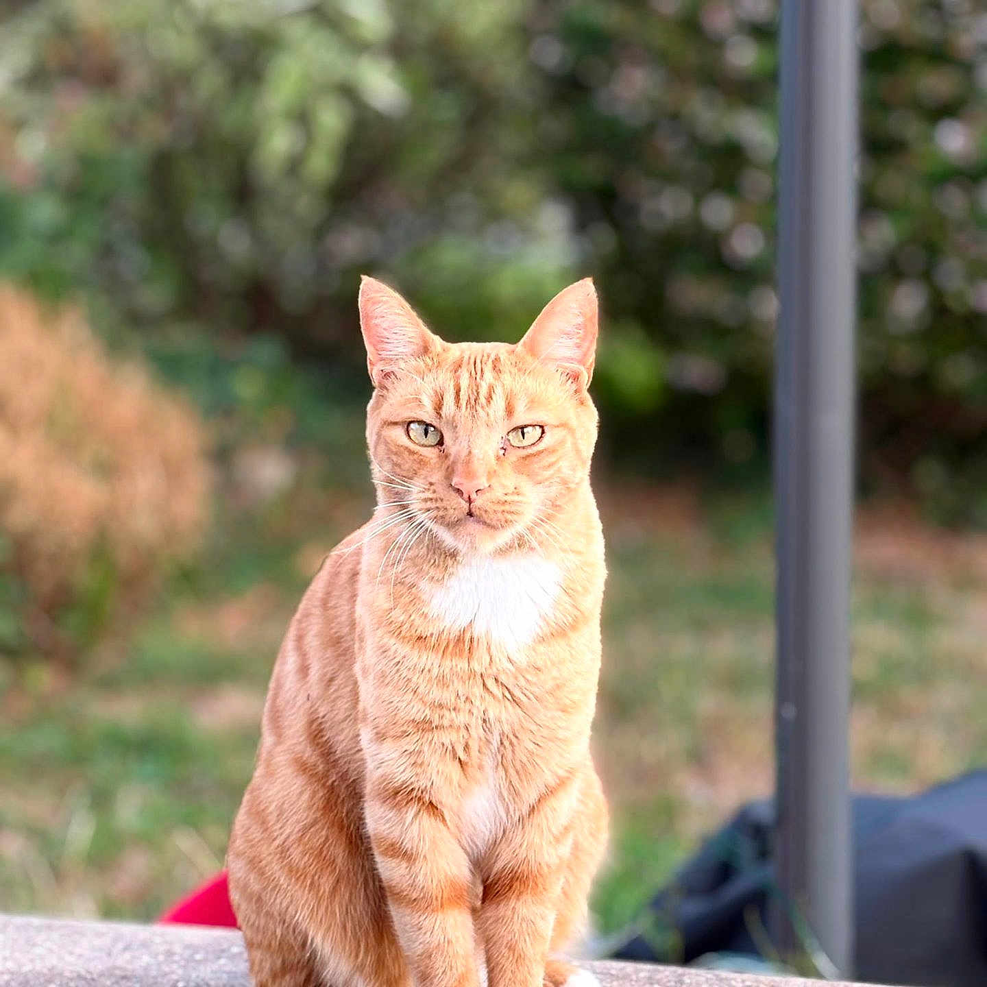Doudou a rejoint le concours — aidez-le/la à gagner de superbes lots ! cat, orange_tabby, ginger_cat, pet, animal, sitting, outdoors, garden, portrait, fur, whiskers, ears, eyes, white_chest, stone_ledge, blurred_background, greenery, bokeh, daylight, serious_expression
