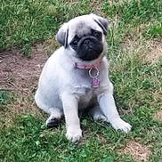 Ohana participe au concours pour gagner de l'argent avec cette photo : puppy, dog, pug, grass, outdoor, collar, pet, cute, young, animal, sitting, head_tilt, tag, greenery, nature, fur, adorable, small, canine, playful