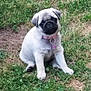 puppy, dog, pug, grass, outdoor, collar, pet, cute, young, animal, sitting, head_tilt, tag, greenery, nature, fur, adorable, small, canine, playful