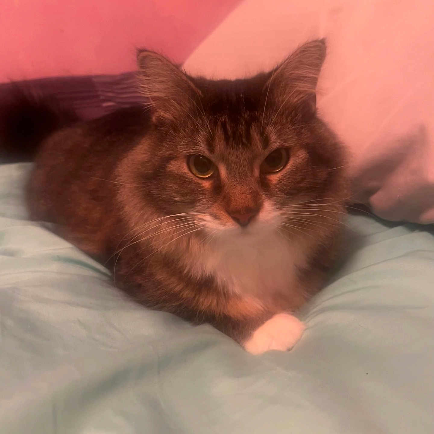 Mason joined the competition — help win amazing prizes! abyssinian, angora, animal, bed, bedroom, blanket, cat, couch, cushion, furniture, homedecor, indoors, kitten, manx, person, pet, quilt, room, siamese, sleeping