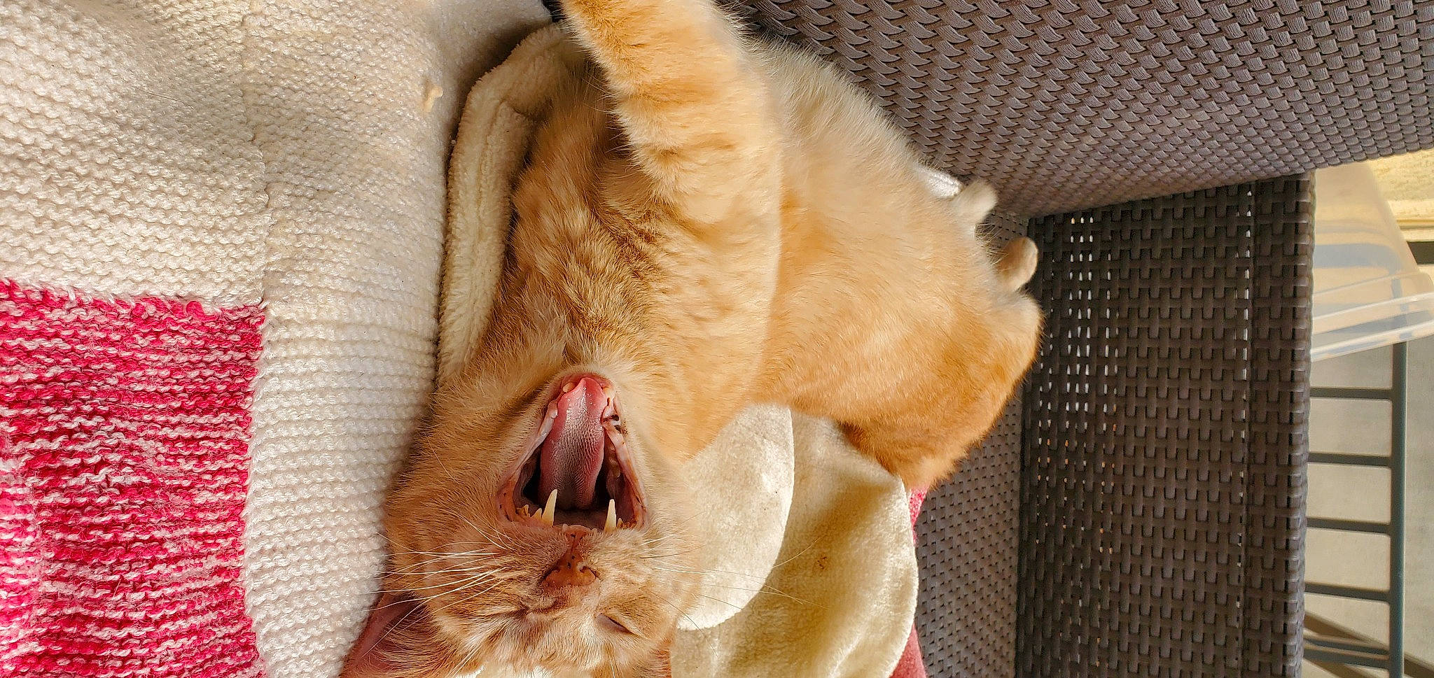 Jungle a rejoint le concours — aidez-le/la à gagner de superbes lots ! carnivore, cat, claw, dog_breed, ear, eye, fang, fawn, felidae, foot, fur, jaw, leg, paw, small_to_medium_sized_cats, snout, sporting_group, tail, whiskers, yawn