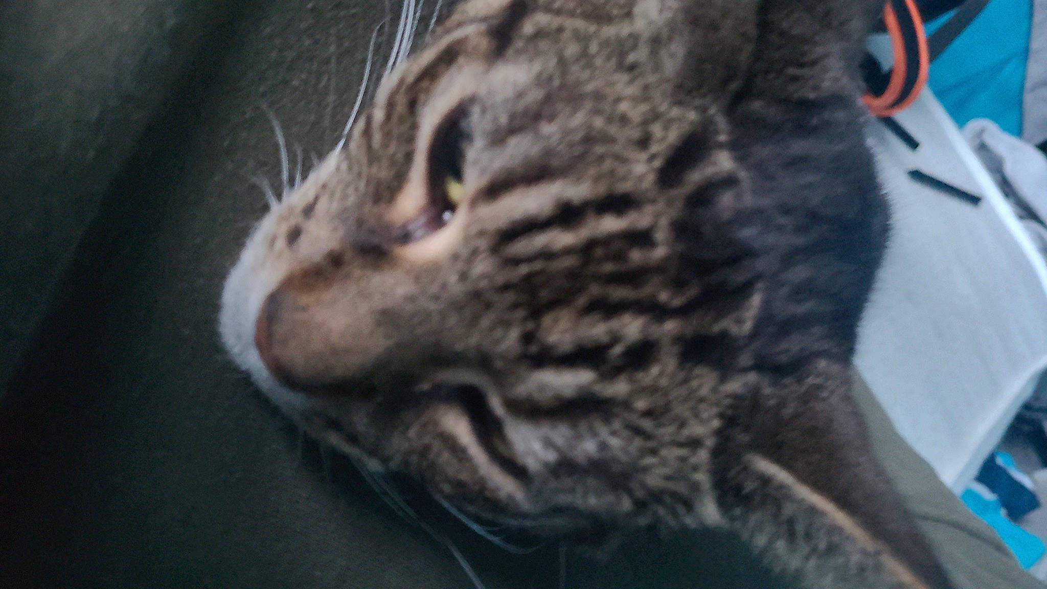 Mowgli is registered to the contest to win money with this photo: carnivore, cat, domestic_short_haired_cat, felidae, fur, paw, small_to_medium_sized_cats, snout, terrestrial_animal, whiskers, wildlife