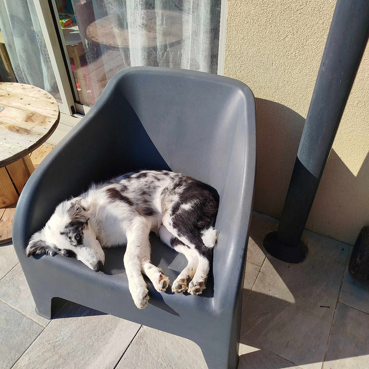 Accèss participe au concours pour gagner de l'argent avec cette photo : animal, armchair, canine, cat, chair, couch, desk, dog, flagstone, furniture, husky, manx, path, person, pet, plywood, puppy, table, walkway, wood