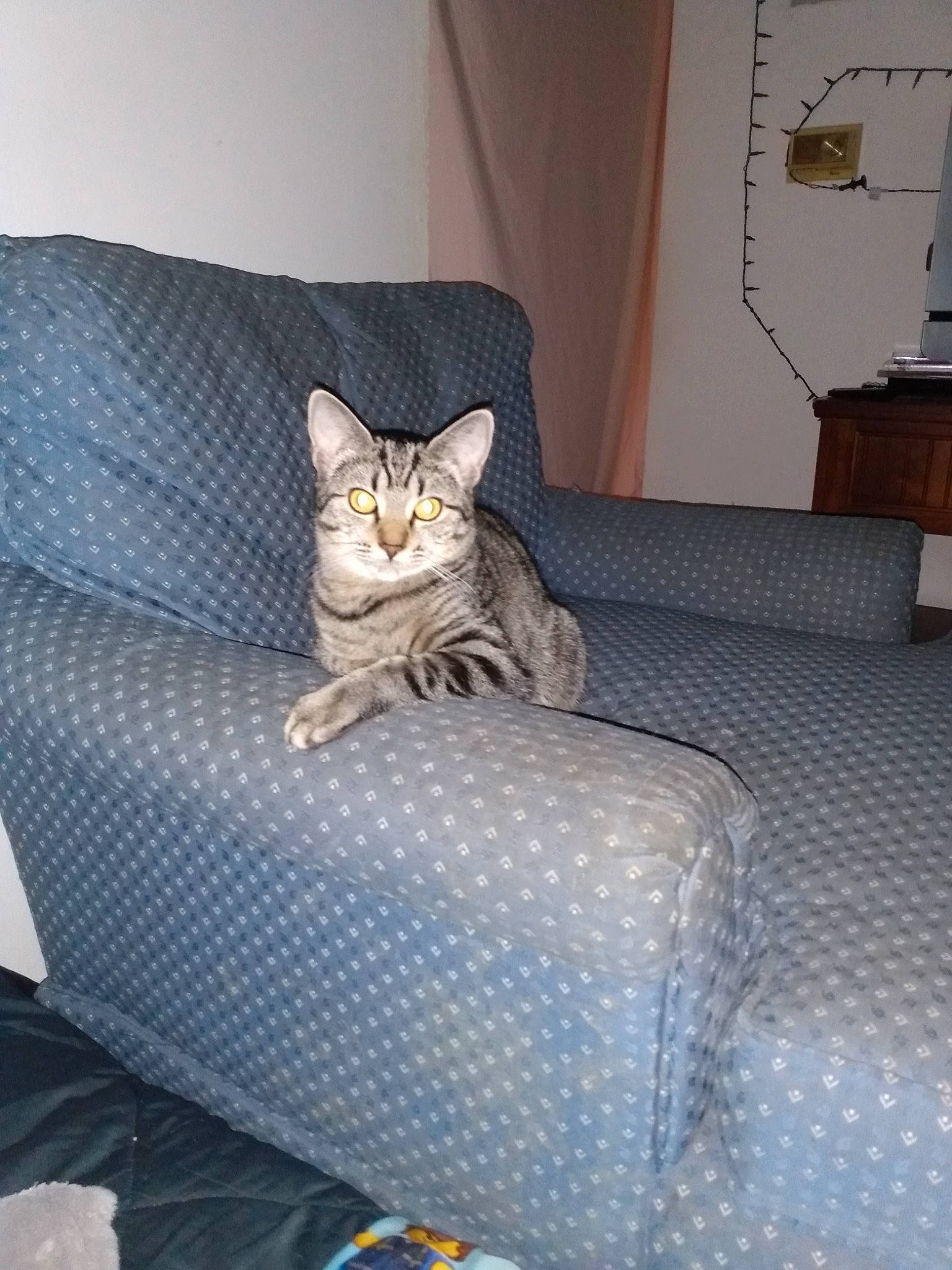 Pixey is registered to the contest to win money with this photo: bed, bedding, carnivore, cat, comfort, couch, domestic_short_haired_cat, fawn, felidae, flooring, fur, furniture, grey, linens, picture_frame, room, small_to_medium_sized_cats, tail, whiskers, wood