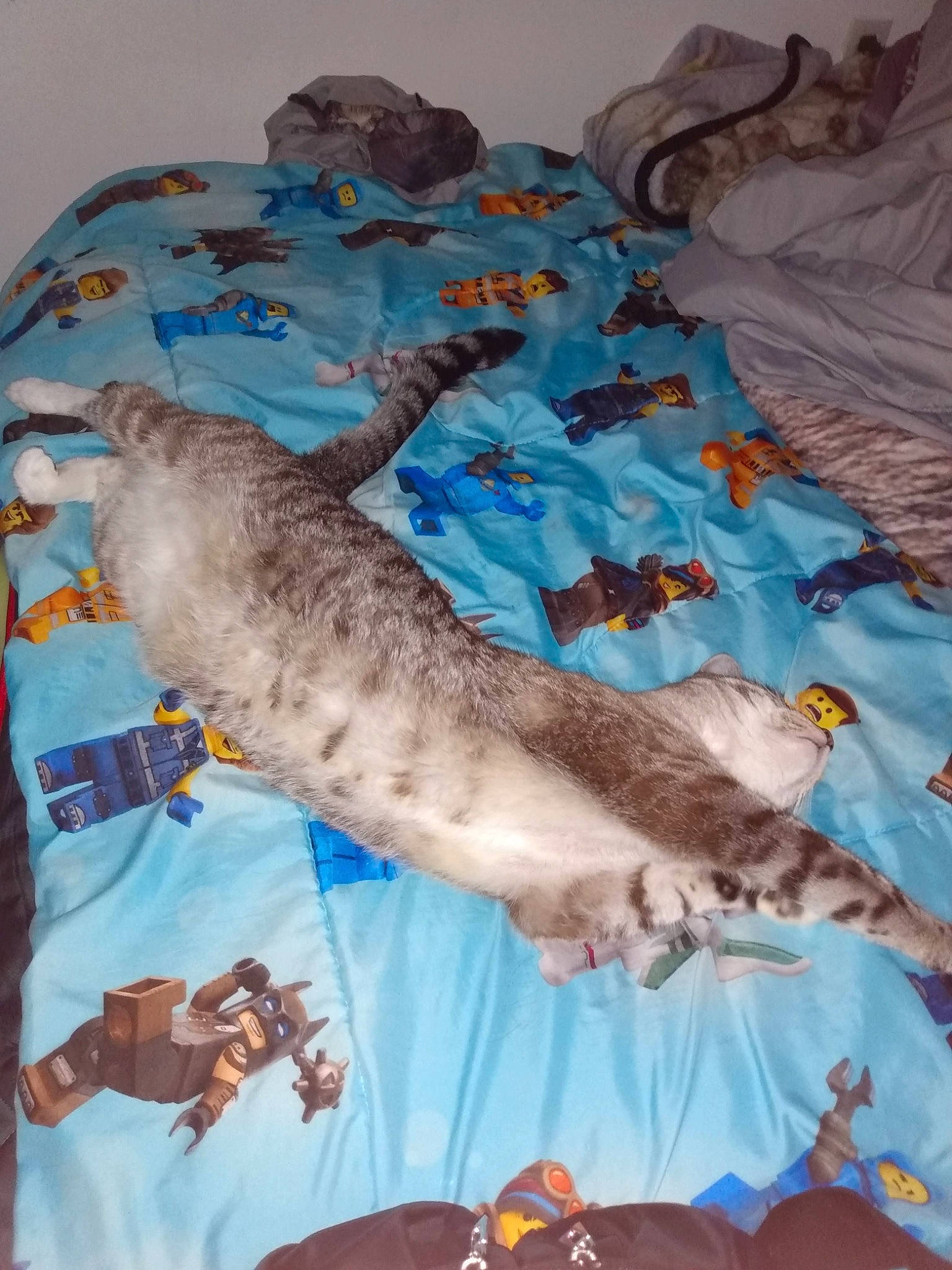 Max joined the competition — help win amazing prizes! bed, bed_sheet, bedding, canidae, carnivore, comfort, fawn, felidae, fish, fur, linens, marine_mammal, recreation, room, small_to_medium_sized_cats, tableware, tail, terrestrial_animal, whiskers, wildlife