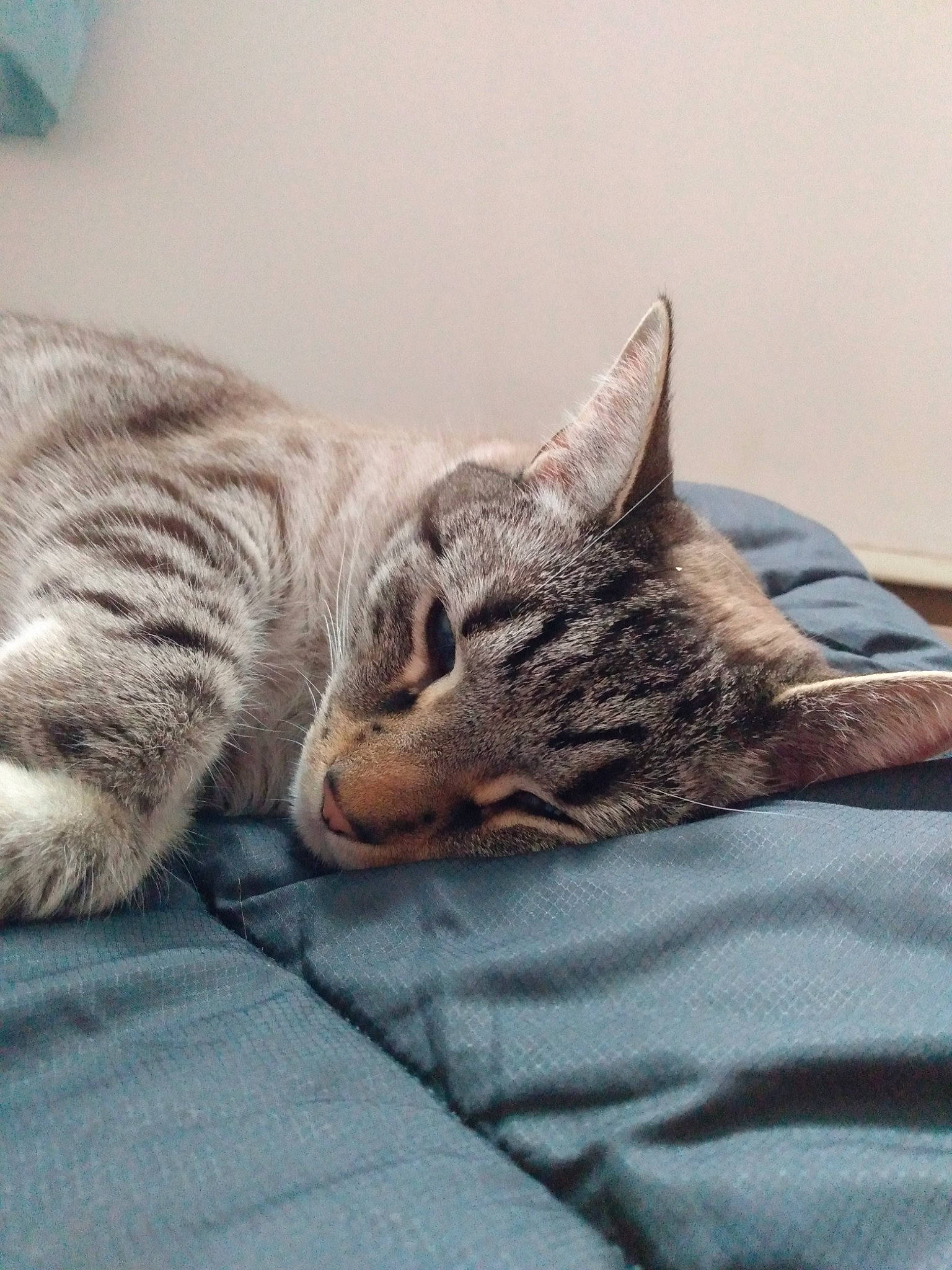 Max is registered to the contest to win money with this photo: bed, carnivore, cat, cat_supply, claw, comfort, domestic_short_haired_cat, felidae, fur, grey, linens, nap, paw, sitting, small_to_medium_sized_cats, snout, tail, textile, tree, whiskers