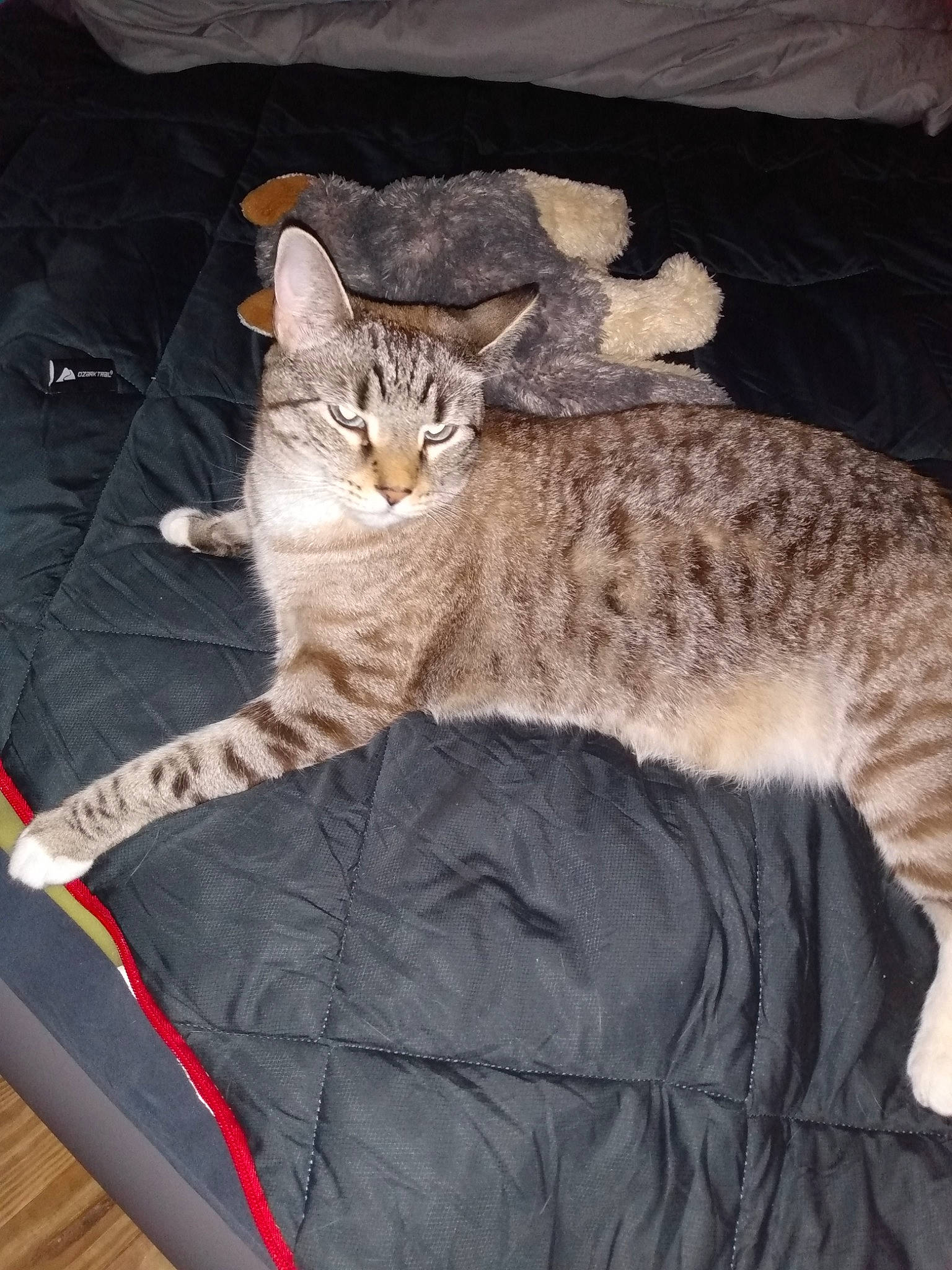 Max joined the competition — help win amazing prizes! bed, carnivore, cat, claw, comfort, domestic_short_haired_cat, felidae, fur, grey, linens, paw, sitting, small_to_medium_sized_cats, snout, tail, terrestrial_animal, textile, vertebrate, whiskers, wildlife