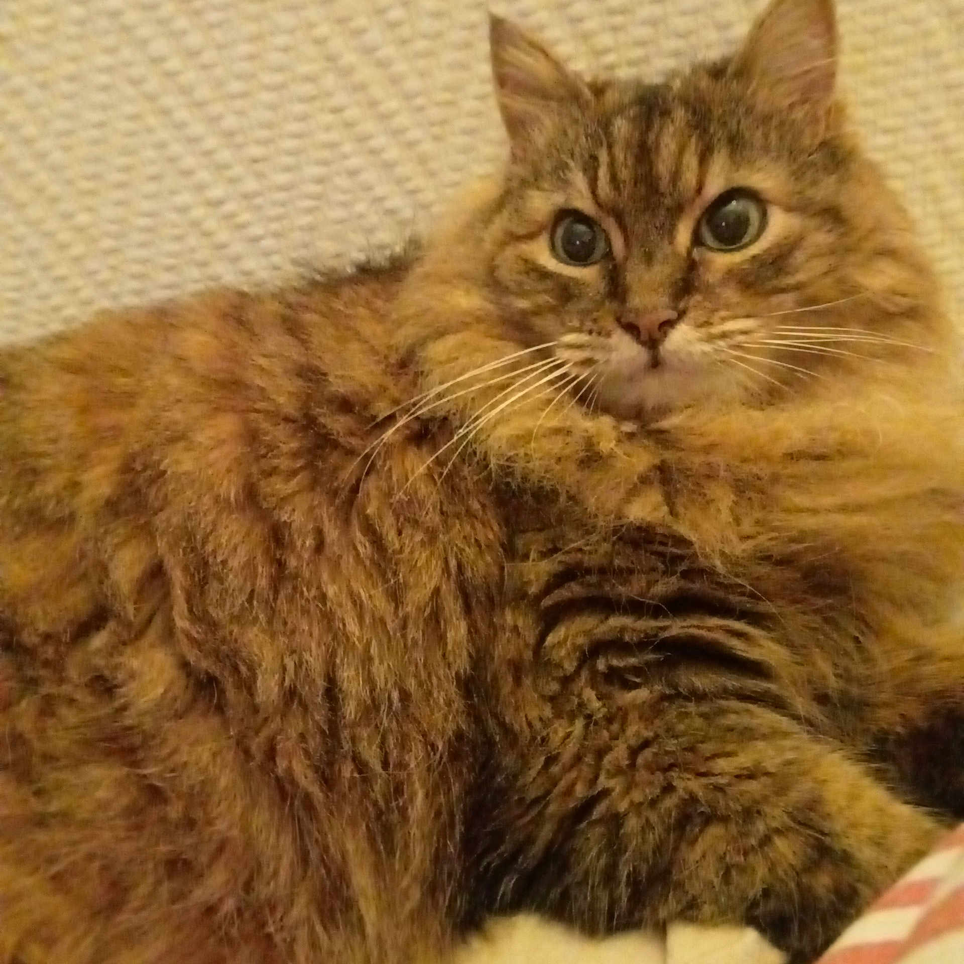 Canelle participe au concours pour gagner de l'argent avec cette photo : cat, tabby, fluffy, fur, animal, pet, indoor, closeup, whiskers, eyes, face, resting, cute, mammal, feline, texture, wall, cozy, domestic, portrait